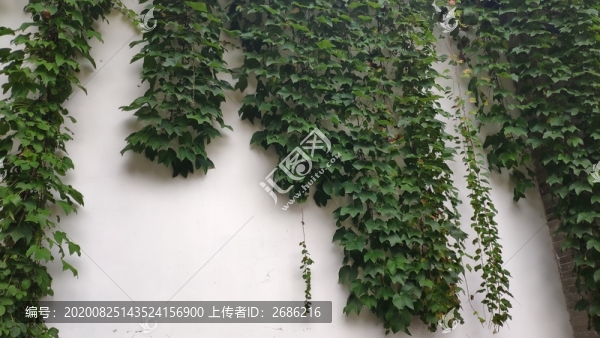 錦里植物墻