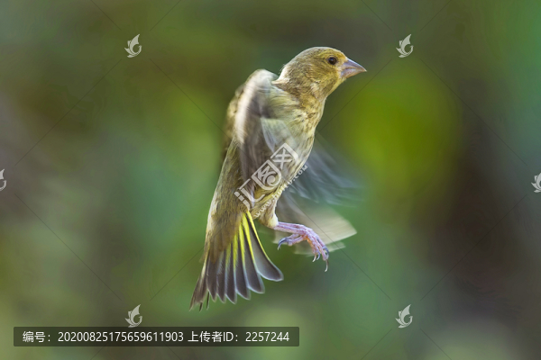 黃雀