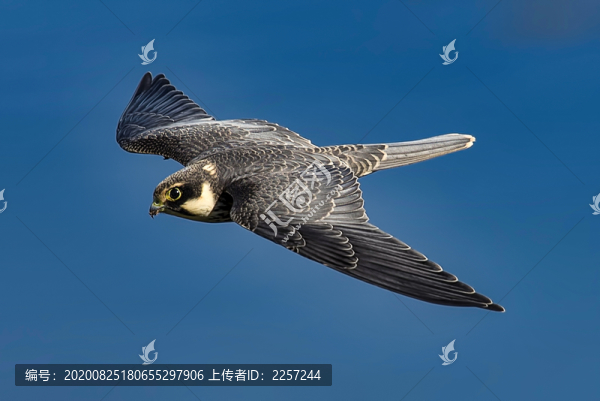 燕隼