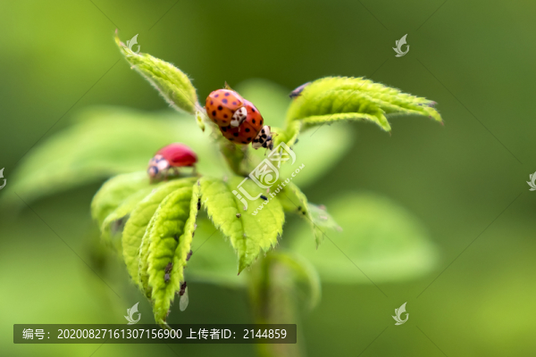 綠葉上的七星瓢蟲特寫