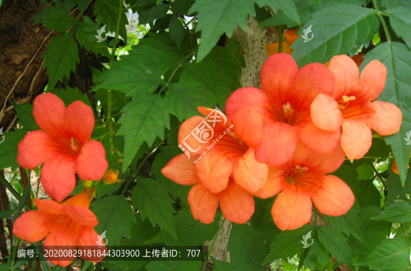 八月花紅