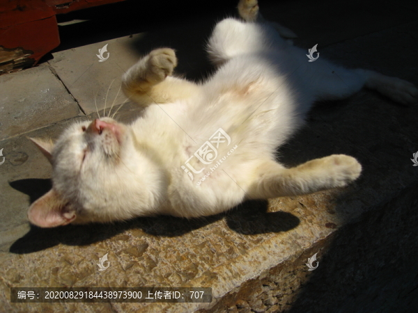 安逸的貓