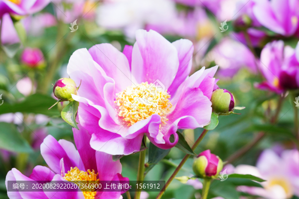 芍藥