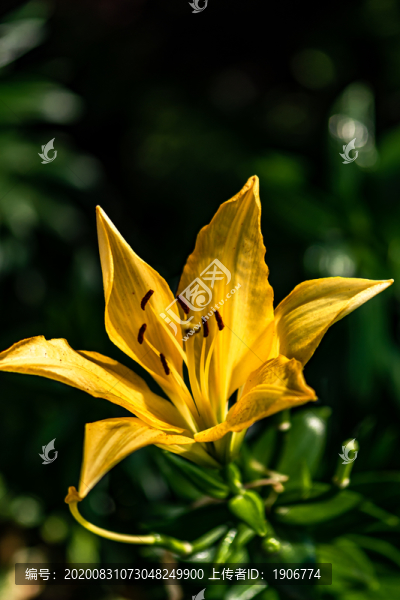 中國長春公園里盛開的百合花