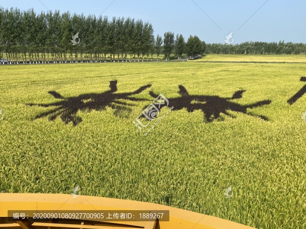 稻田