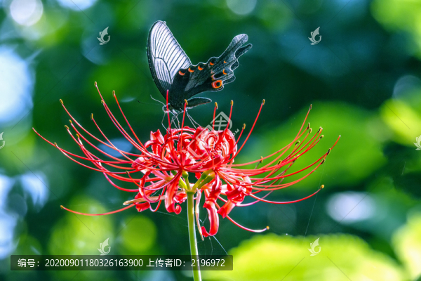 鳳尾蝶戀花