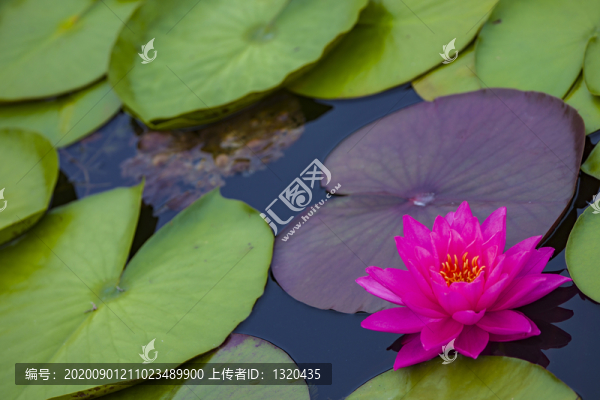 睡蓮