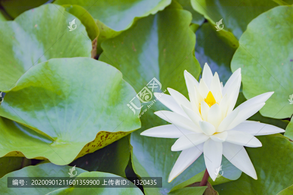 睡蓮