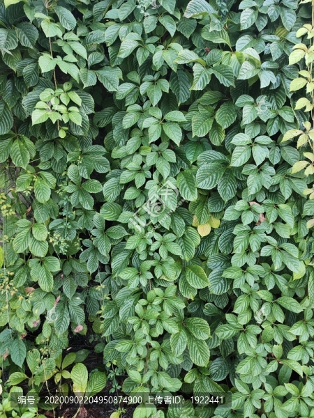 綠植墻