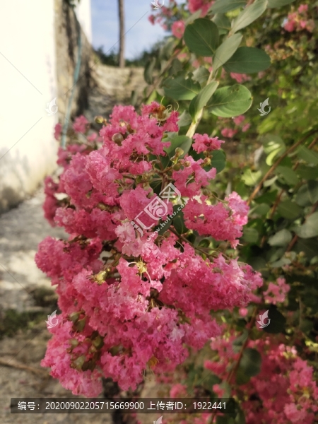 紫薇花特寫