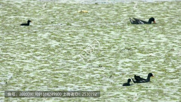 黑水雞