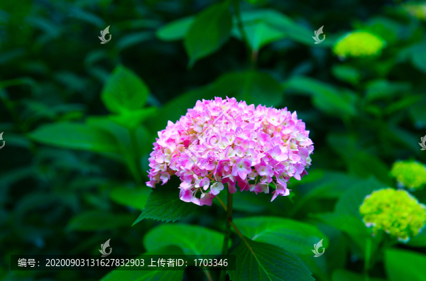 繡球花