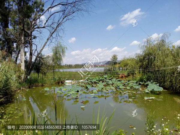 云南丘北普者黑風(fēng)景區(qū)荷塘