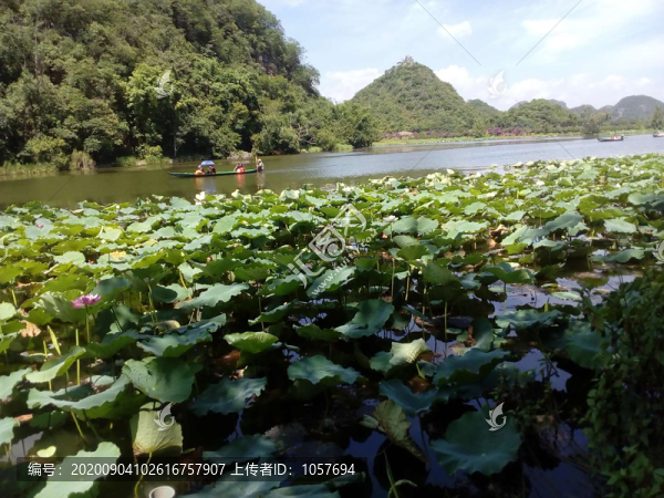 云南丘北普者黑風景區(qū)荷塘