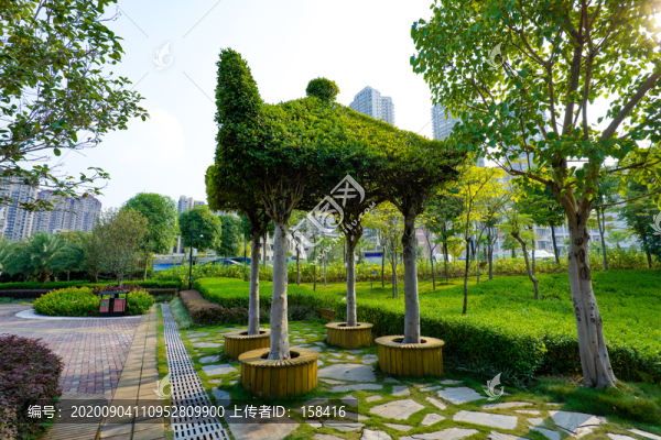 那考河濕地公園樹木長成涼亭