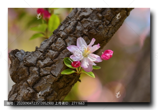 海棠花