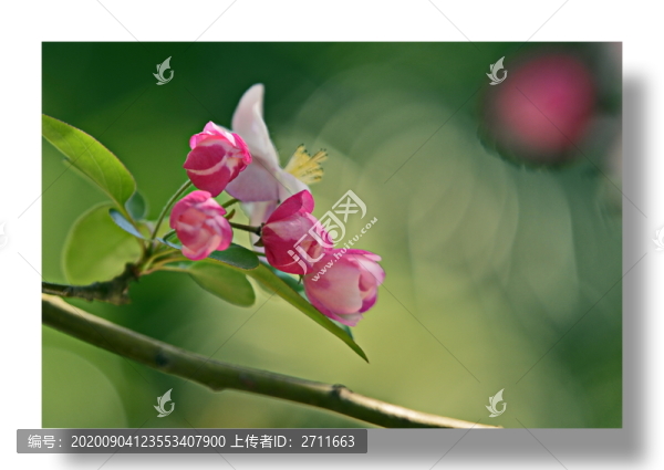 海棠花