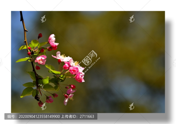 海棠花