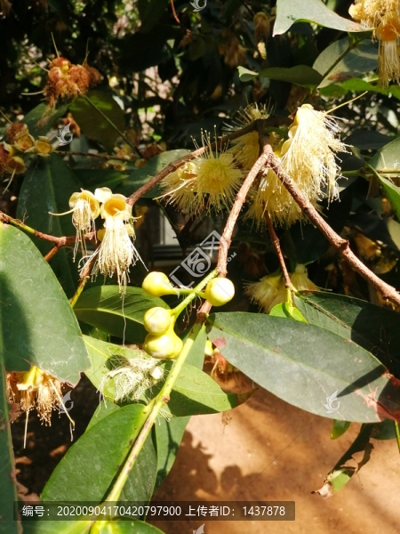 開花結(jié)果的蓮霧