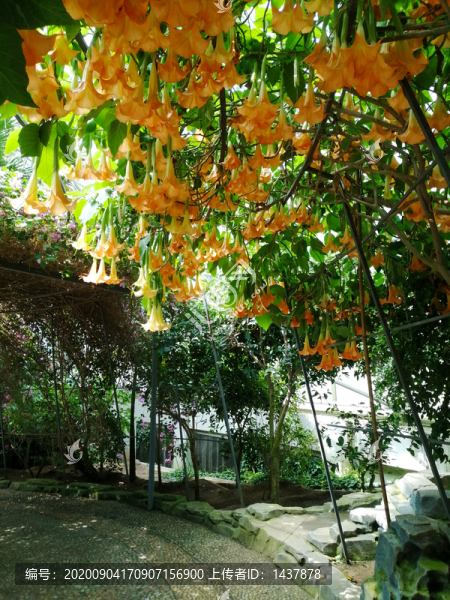 盛開(kāi)的黃色曼陀羅花藤