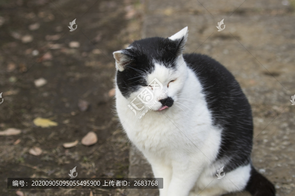 大花貓