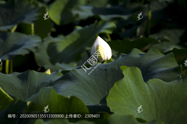 荷花