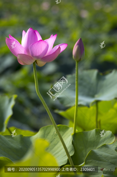 荷花