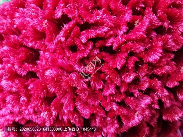 雞冠花