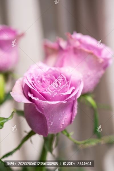 紫色玫瑰花
