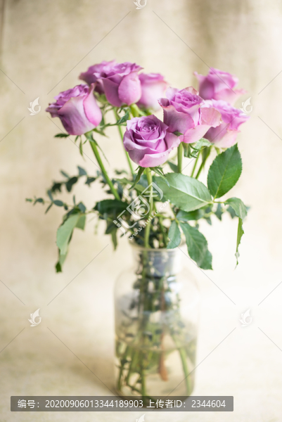 紫色玫瑰花