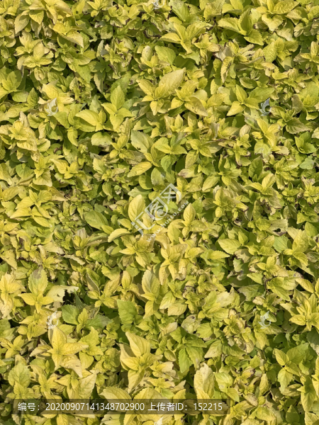 植物葉子