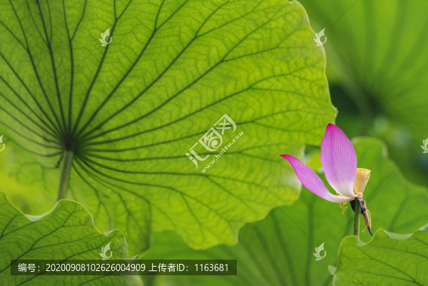 荷花