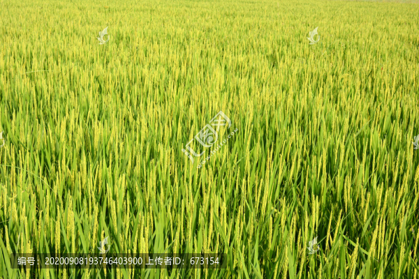農(nóng)作物