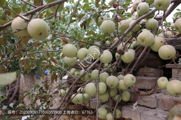 蘋果樹