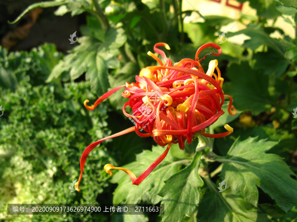 菊花