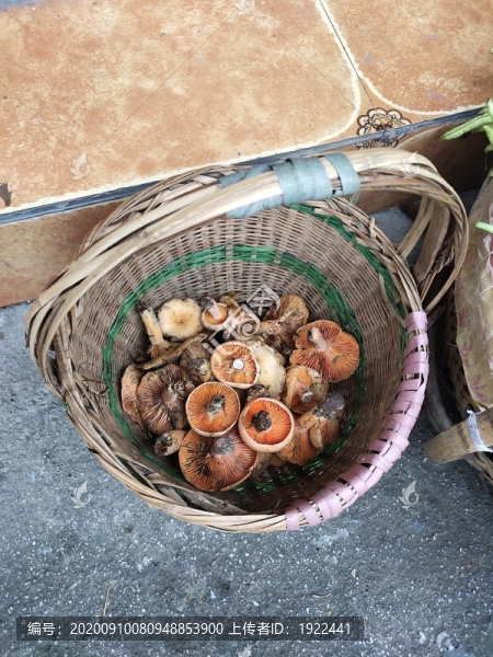 樅菌