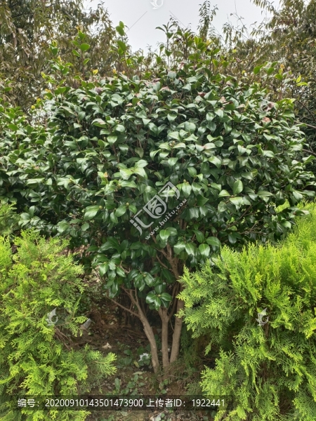 公園茶樹