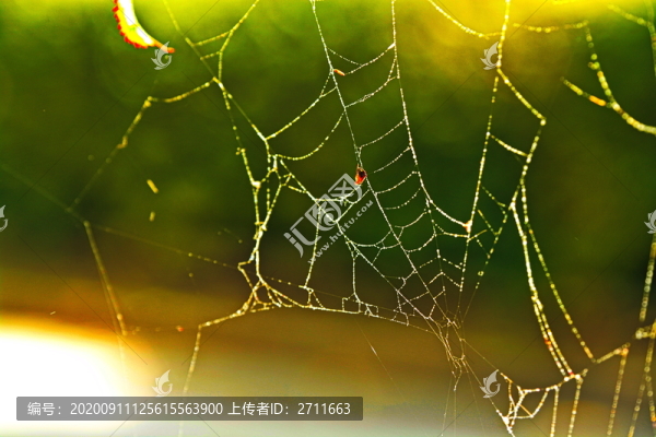 蜘蛛絲