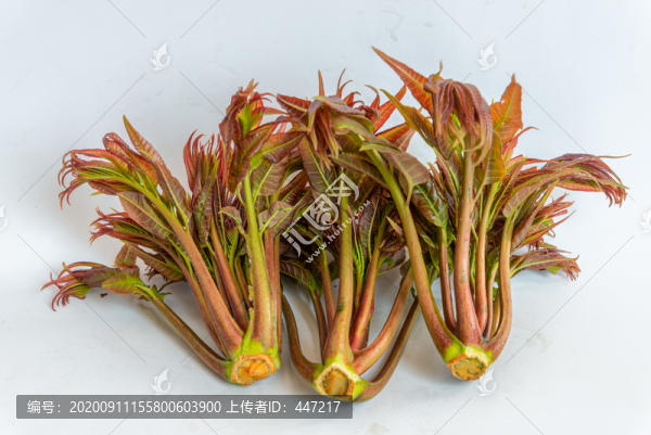 香椿