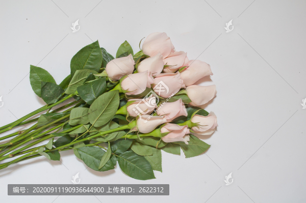 淺粉紅玫瑰