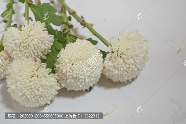 乒乓菊