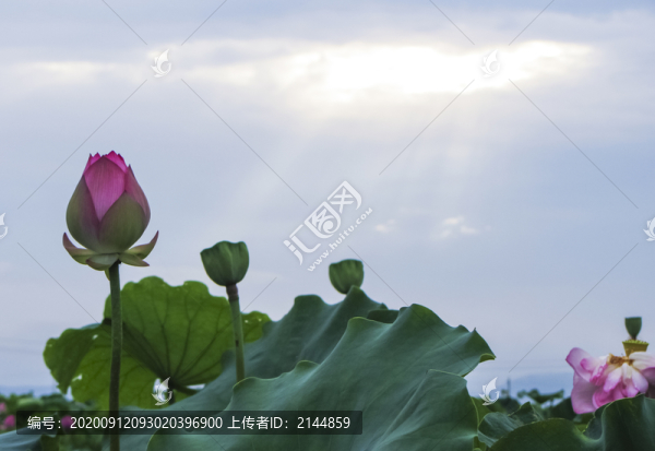 夏季荷花攝影