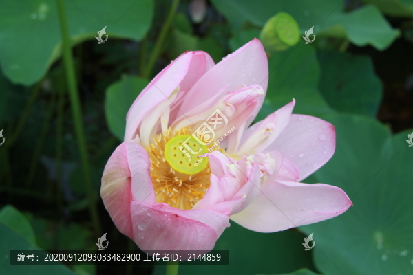 夏季荷花攝影