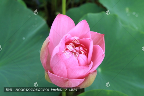 夏季荷花攝影