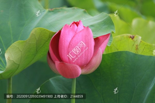夏季荷花攝影