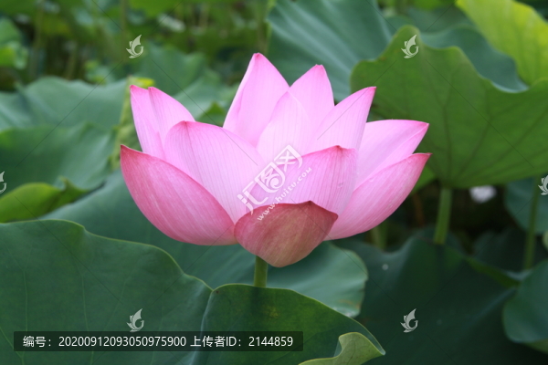 夏季荷花攝影