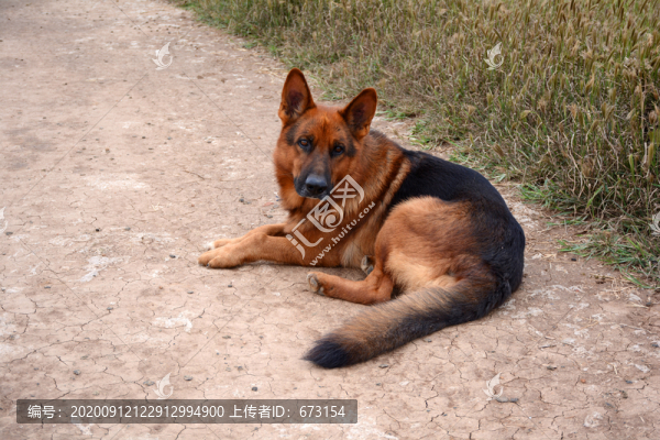 牧羊犬