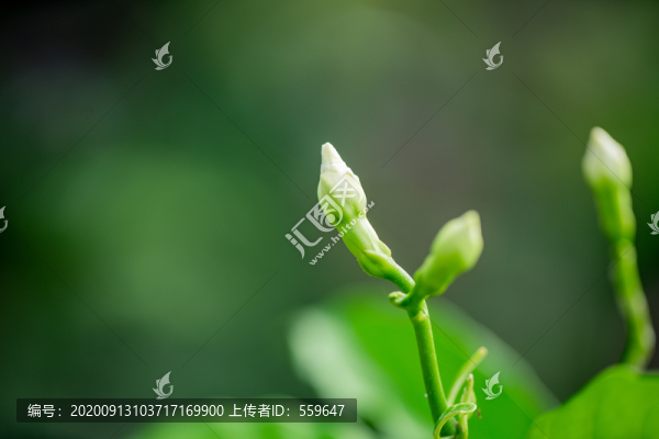 綠色植物攝影