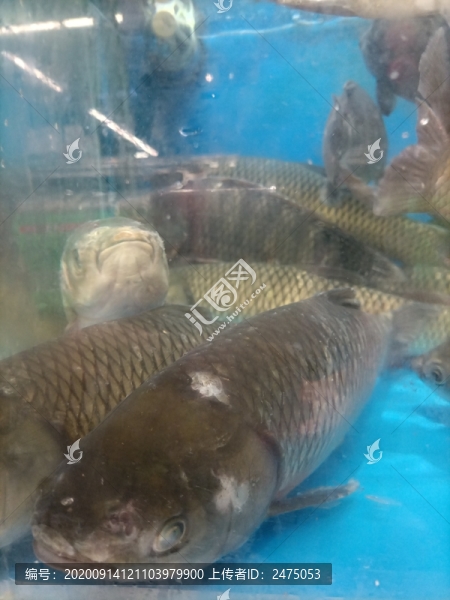 活魚