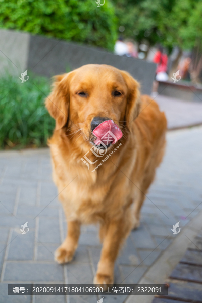 路邊的金毛導盲犬